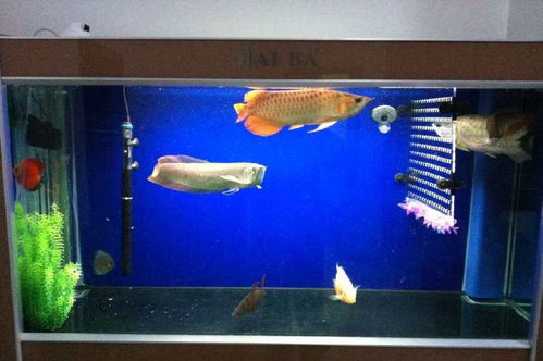 新手養(yǎng)護(hù)魚缸水族箱的誤區(qū)及必備工具