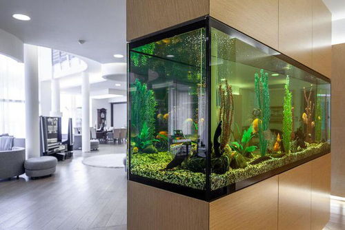 水族箱過濾系統(tǒng)的構(gòu)建與維護(hù)指南